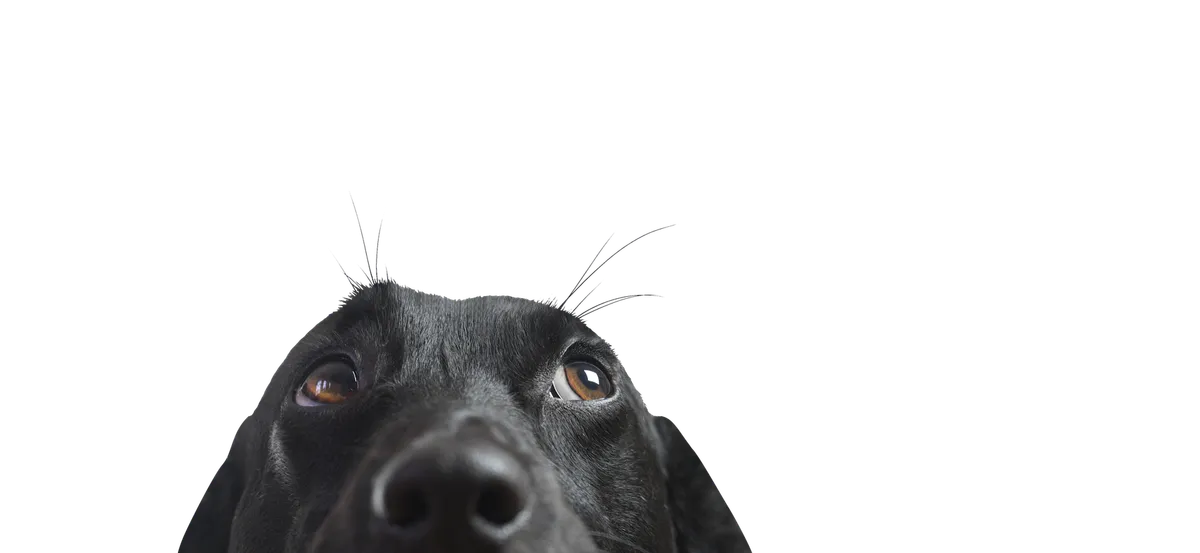 A black dog looking up curiously